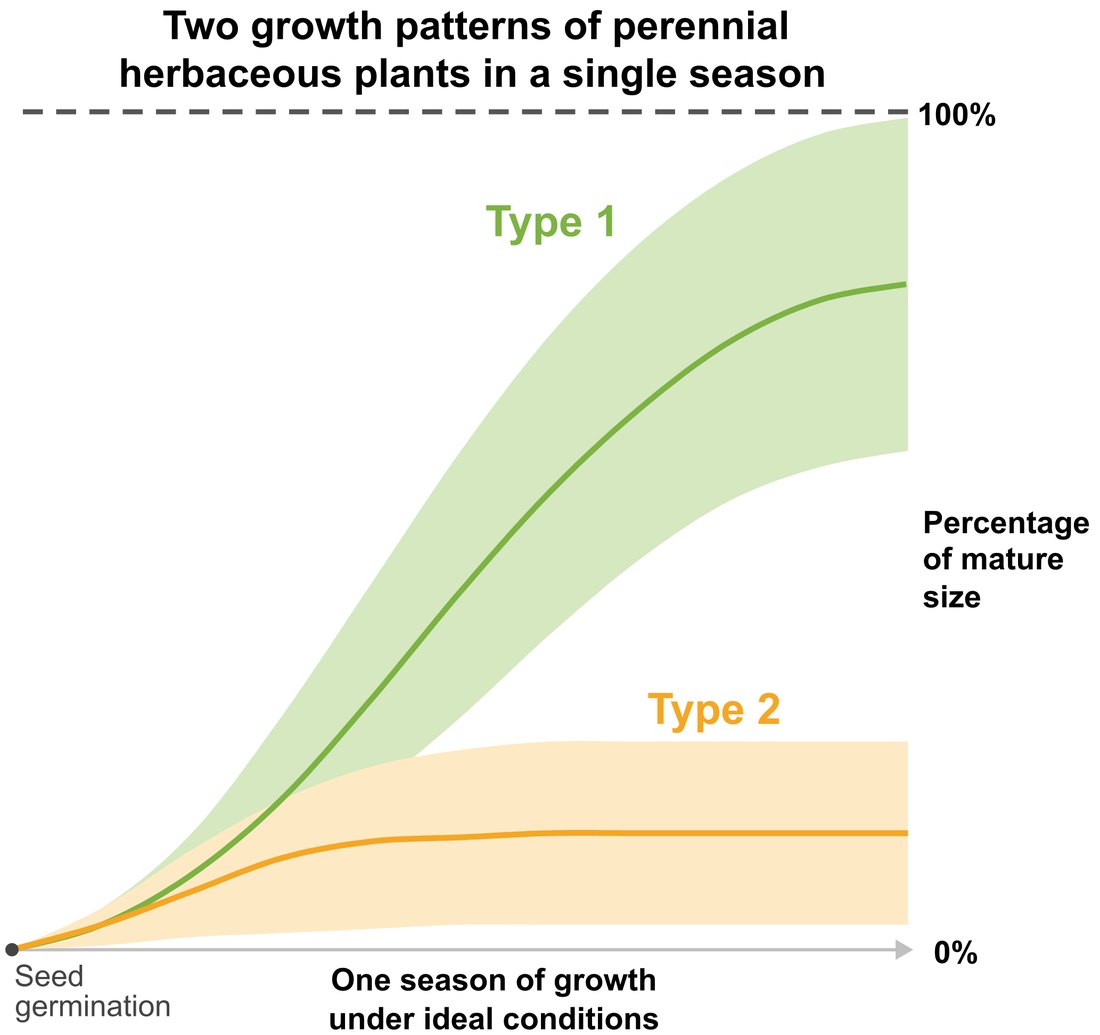 Chart comparing two growth patterns of perennial plants in one season